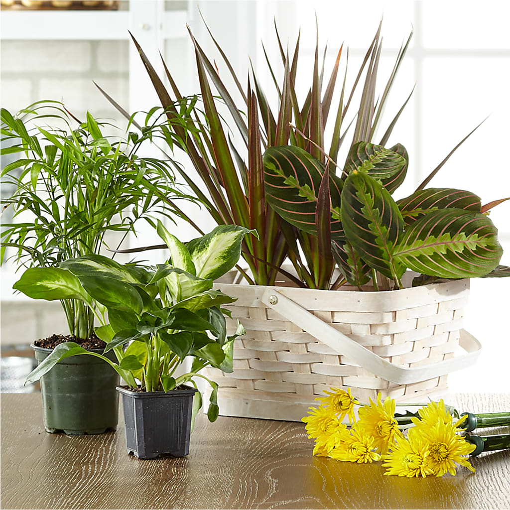 Florist Designed Blooming and Green Plants in a Basket – Bella Fiore, Clermont FL