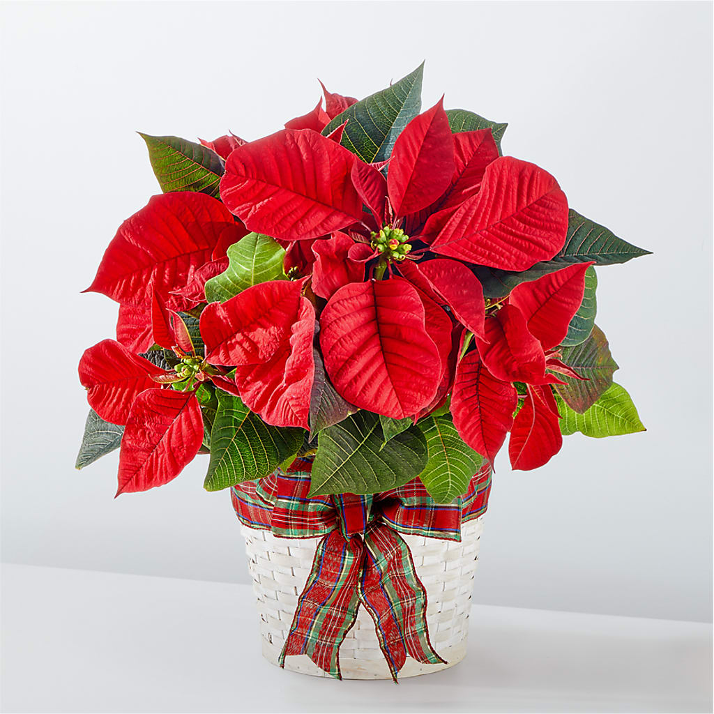 Happiest Holidays Poinsettia – Bella Fiore, Clermont FL