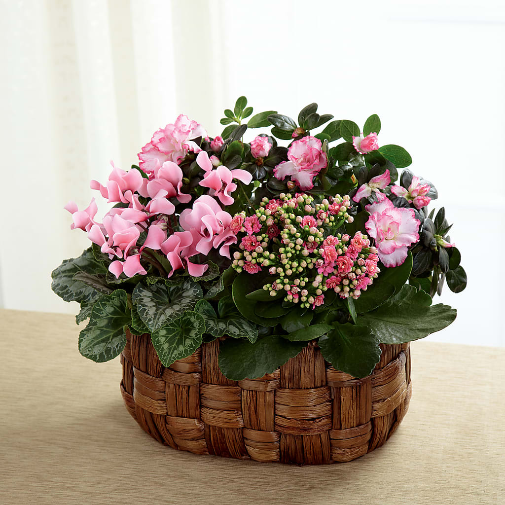 Pink Assortment – Bella Fiore, Clermont FL