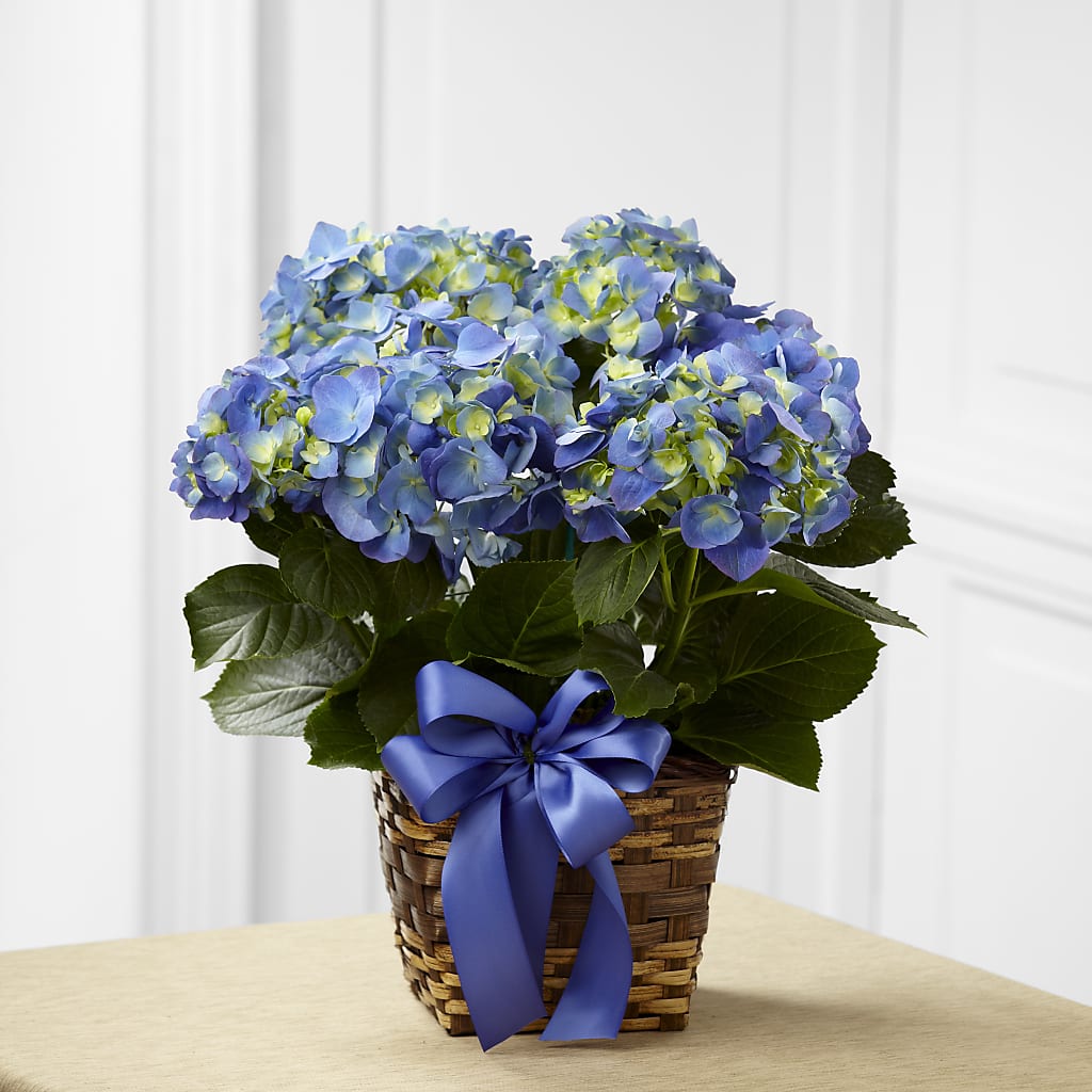 Blue Hydrangea Planter – Bella Fiore, Clermont FL