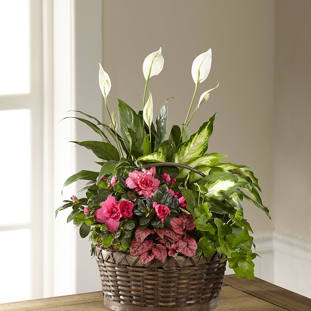 Dream in Pink Dishgarden – Bella Fiore, Clermont FL