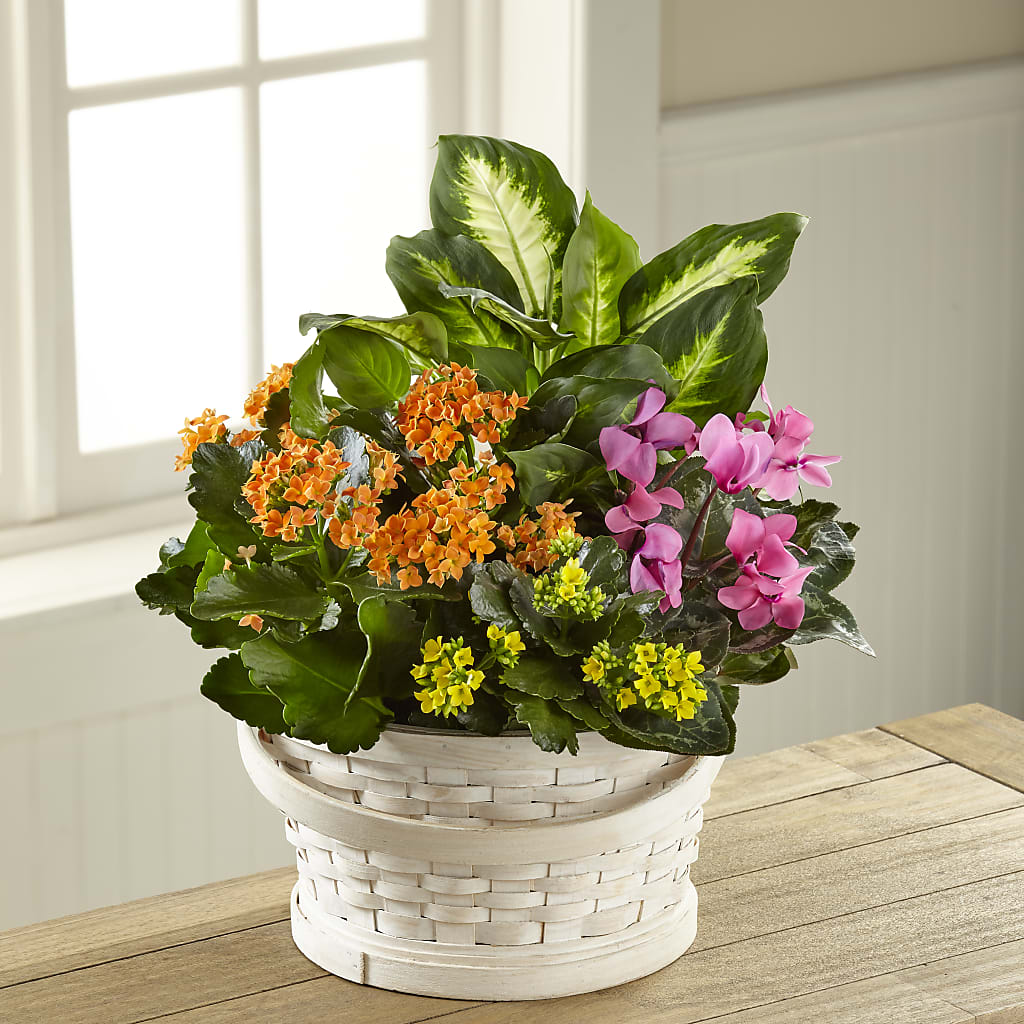 Color Crush Dishgarden – Bella Fiore, Clermont FL