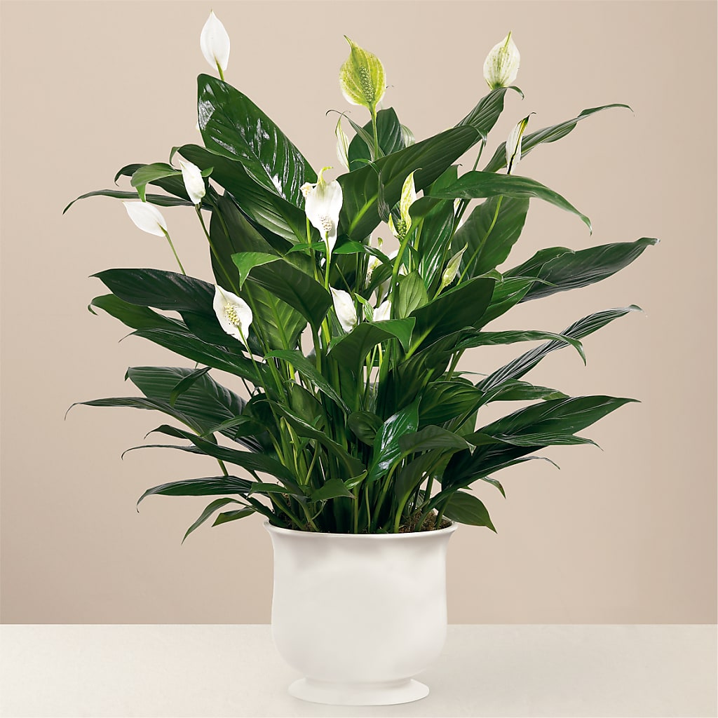 Comfort Planter – Bella Fiore, Clermont FL