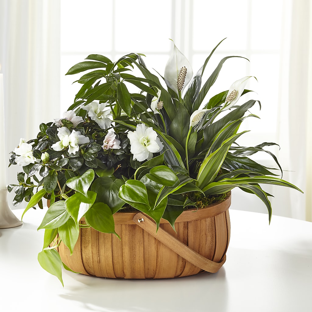 Serene Dishgarden – Bella Fiore, Clermont FL