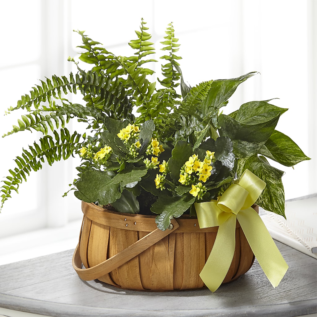 Always Dear Dishgarden – Bella Fiore, Clermont FL