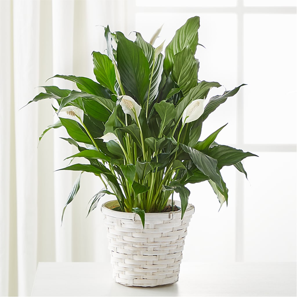 A New Leaf Peace Lily – Bella Fiore, Clermont FL