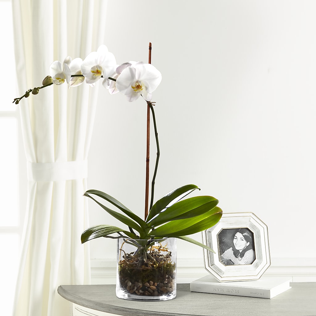 White Orchid Planter – Bella Fiore, Clermont FL