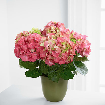 Pink Hydrangea Planter –  Bella Fiore, Clermont FL