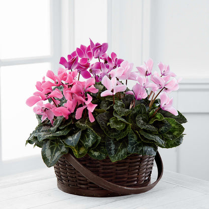 Mixed Cyclamen Planter –  Bella Fiore, Clermont FL