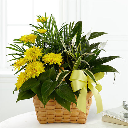 Loving Light Dishgarden –  Bella Fiore, Clermont FL