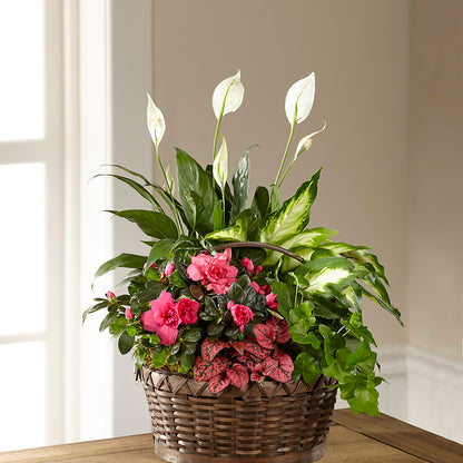 Dream in Pink Dishgarden –  Bella Fiore, Clermont FL