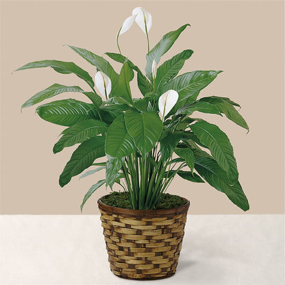 Tranquil Moments Peace Lily Plant –  Bella Fiore, Clermont FL