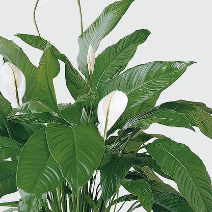 Tranquil Moments Peace Lily Plant –  Bella Fiore, Clermont FL