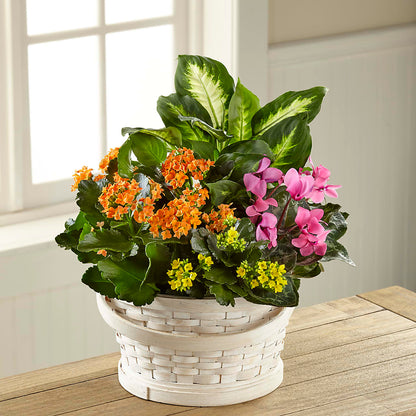 Color Crush Dishgarden –  Bella Fiore, Clermont FL