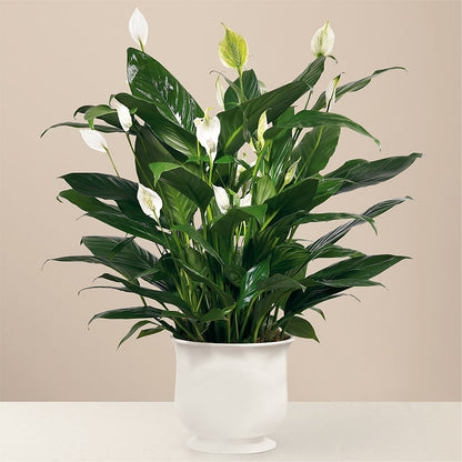 Comfort Planter –  Bella Fiore, Clermont FL
