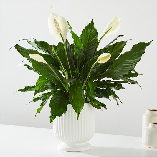 Comfort Planter –  Bella Fiore, Clermont FL