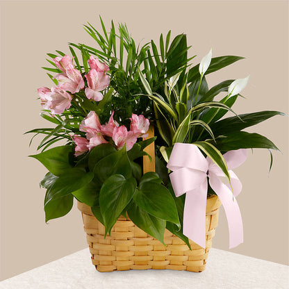 Living Spirit Dishgarden –  Bella Fiore, Clermont FL