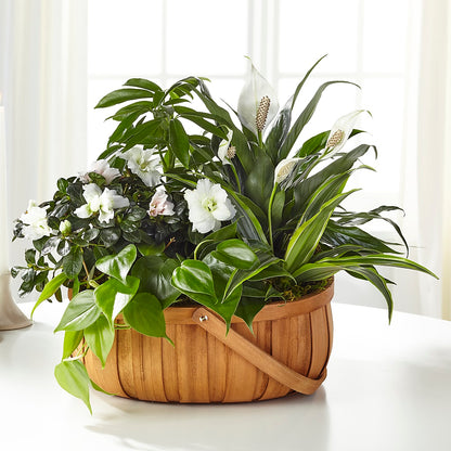 Serene Dishgarden –  Bella Fiore, Clermont FL