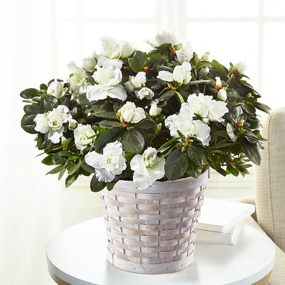 White Azalea Plant –  Bella Fiore, Clermont FL