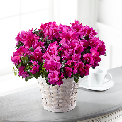 Hope & Serenity Azalea Plant –  Bella Fiore, Clermont FL