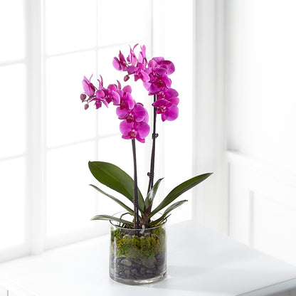 Pink Orchid Plant –  Bella Fiore, Clermont FL