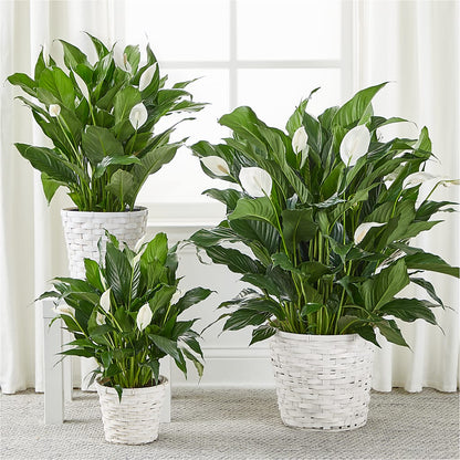 A New Leaf Peace Lily –  Bella Fiore, Clermont FL