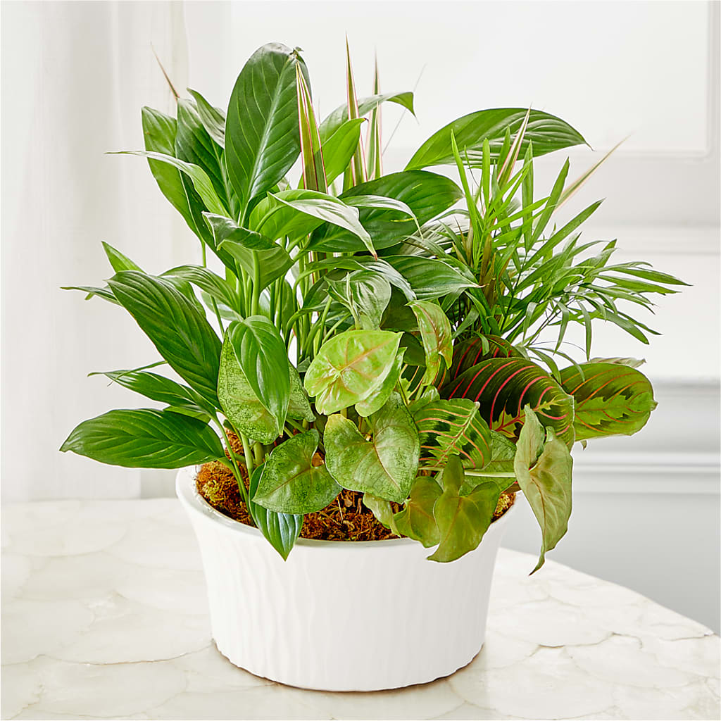 Balance & Harmony Dishgarden –  Bella Fiore, Clermont FL