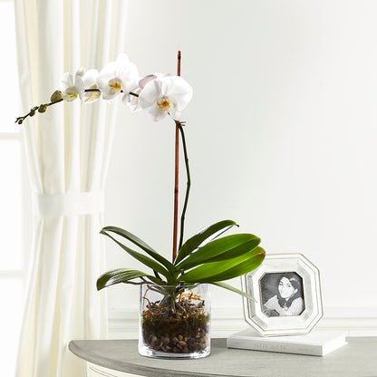 White Orchid Planter –  Bella Fiore, Clermont FL